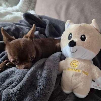 Dr. Backhaus "Das Gesunde Tier"-Beitrag-Bild