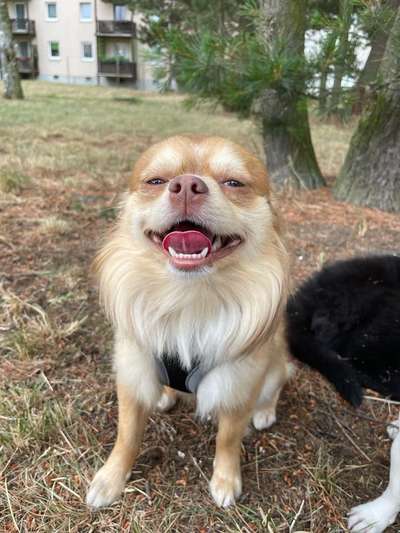 Hundetreffen-Treffen zum Spielen, Gassi gehen-Bild