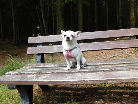 Hundetreffen-Spielen, Hundebegegnung-Bild