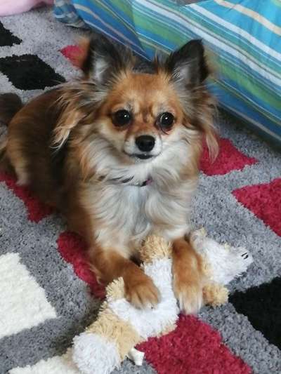 Die Dogorama Kalender Challenge Titelbild-Beitrag-Bild