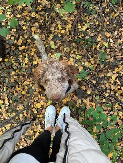 Hundetreffen-Spielen mit Spaß-Bild