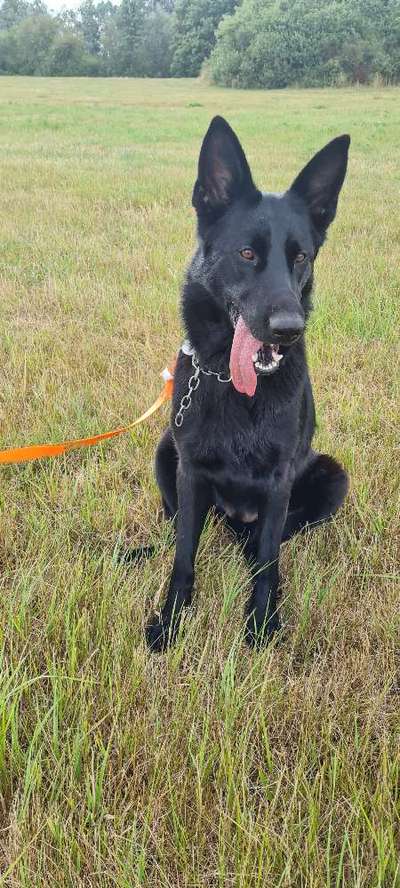 Alles rund um den Schäferhund, diskutieren erwünscht.-Beitrag-Bild