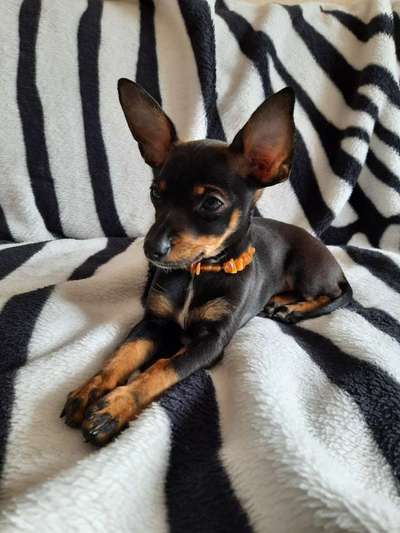 Wo sind die Zwergpinscher?-Beitrag-Bild