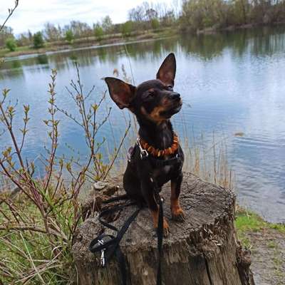 Wo sind die Zwergpinscher?-Beitrag-Bild