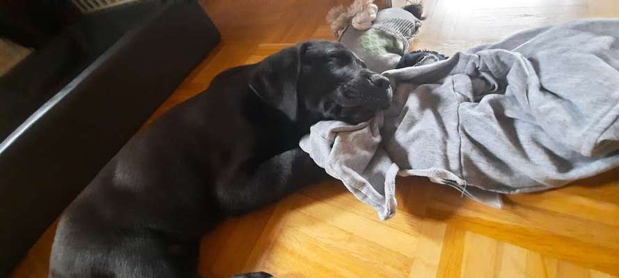 Welpen Bilder !-Beitrag-Bild