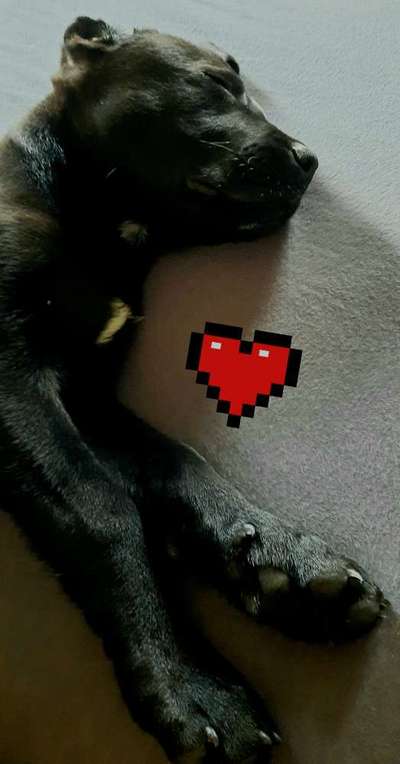 Welpen Bilder !-Beitrag-Bild