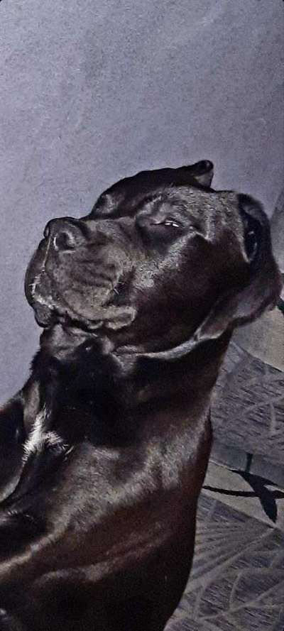 Welpen Bilder !-Beitrag-Bild