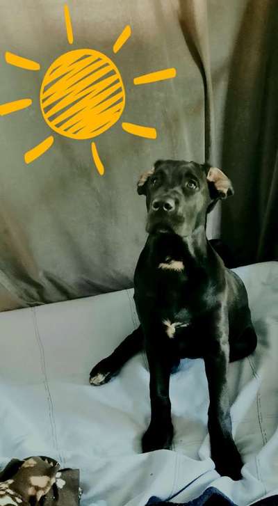 Welpen Bilder !-Beitrag-Bild