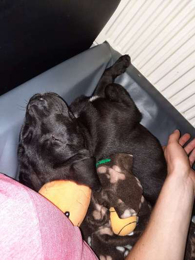 Welpen Bilder !-Beitrag-Bild