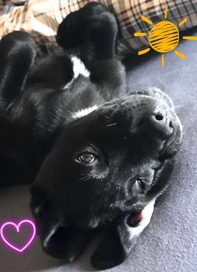 Welpen Bilder !-Beitrag-Bild