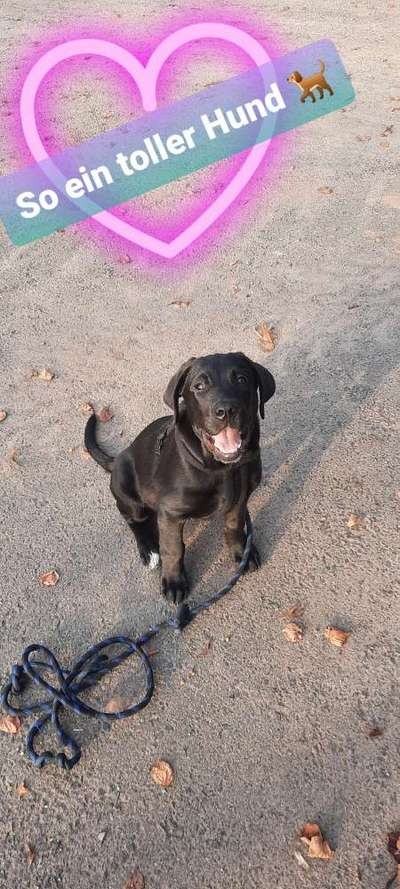 Welpen Bilder !-Beitrag-Bild