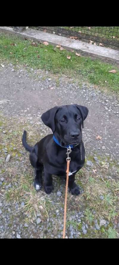 Wie groß waren eure welpen ?-Beitrag-Bild