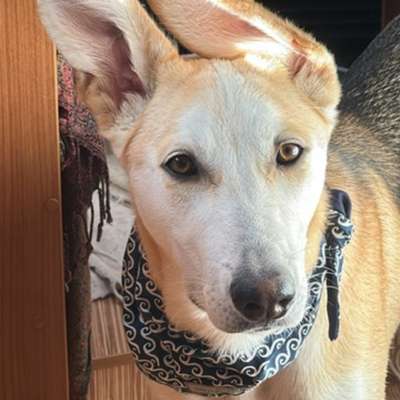 Hundetreffen-Spaziergänge mit erfahrenen Hunden-Bild