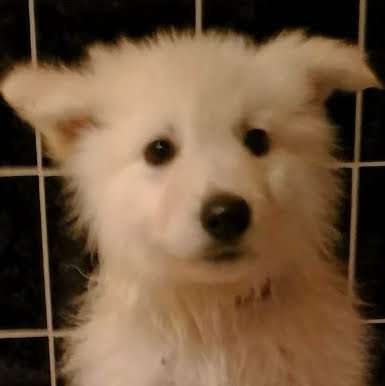 Welpen Bilder !-Beitrag-Bild