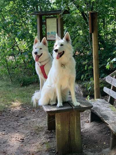 Die Dogorama Wochen Challenge "Friends will be Friends"-Beitrag-Bild