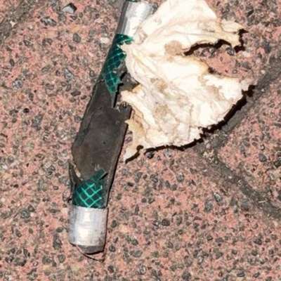 Giftköder-Selbstgebaute böller-Bild