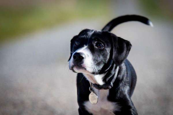 Welpen Bilder !-Beitrag-Bild