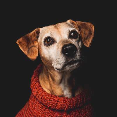 Giftköder-FOTOSHOOTINGS 📸-Bild