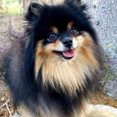 Hundetreffen-https://www.passauer-land.de/event/hundefest-passauer-land-9c2f7f86ab?utm_source=googleads&utm_mediu-Bild