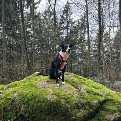 Hundetreffen-Spaziergang und Wanderungen-Bild