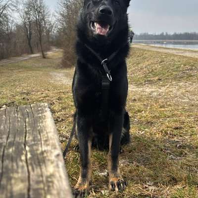 Hundetreffen-Gemeinsame Gassirunde & Training für aktive Hunde 🐾-Bild