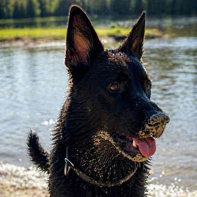 Hundetreffen-Gemeinsame Gassirunde & Training für aktive Hunde 🐾-Bild