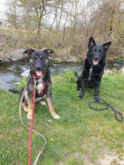 Dogorama-Monats-Challenge-Mai "Wasser"-Beitrag-Bild