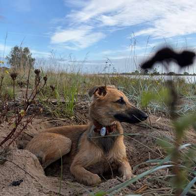 Hundetreffen-Spielpartner/in gesucht