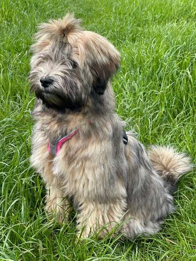 Tibet Terrier-Beitrag-Bild