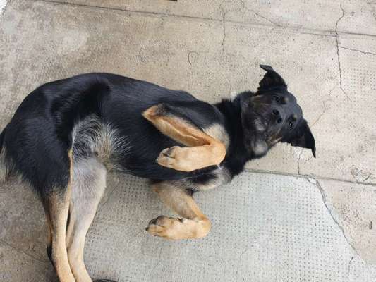 Die Dogorama Wochen Challenge-Beitrag-Bild