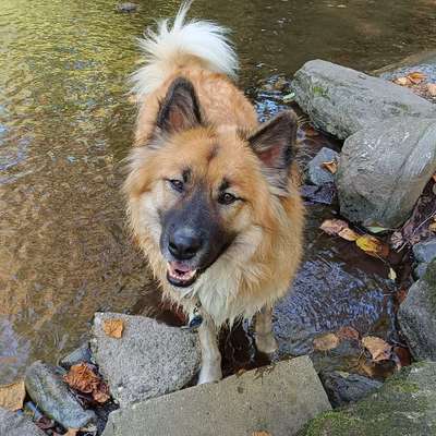 Hundetreffen-Spazieren, Trainieren und Spielen-Bild