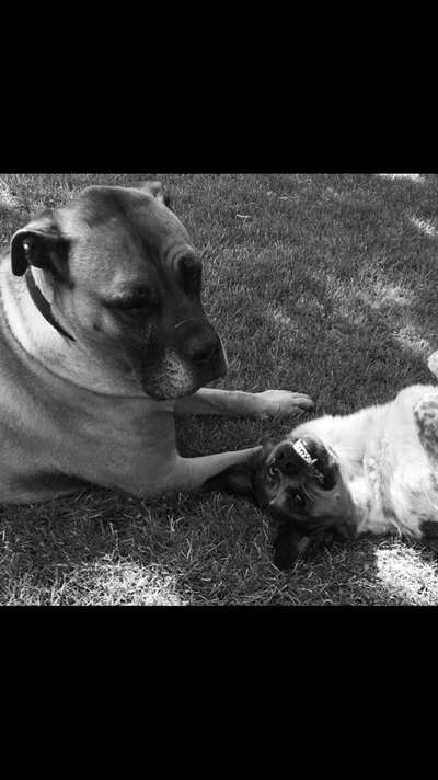 Dogorama Photo Challenge - Die besten Hundebuddys-Beitrag-Bild