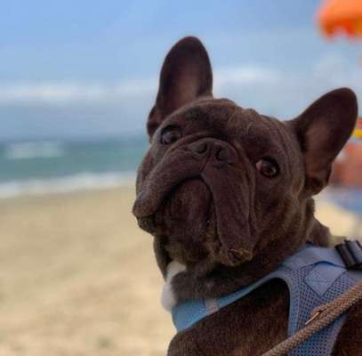 Dogorama Photo Challenge - Portrait-Beitrag-Bild