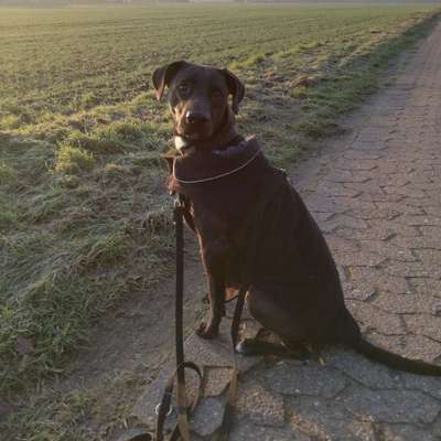 Hundetreffen-Hundebegegnungen üben-Bild