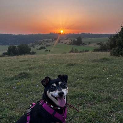 Hundetreffen-Gemeinsames spazieren gehen-Bild