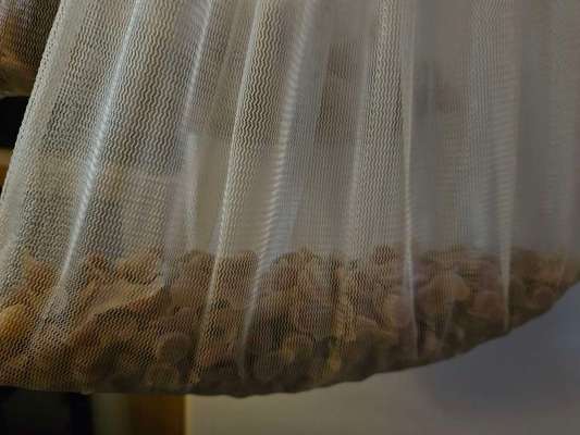 Heute gibt es.....der "ich mach die Leckerlis-Selber-Thread"-Beitrag-Bild