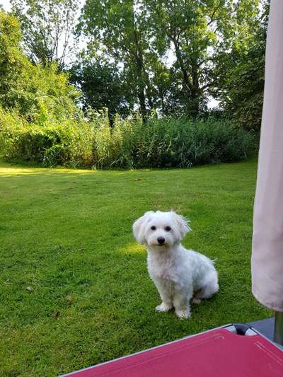 Havaneser-Beitrag-Bild