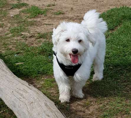 Havaneser dabei?:)-Beitrag-Bild