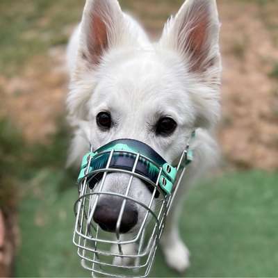 Hundeshops-Anjas Pfotenwerkstatt-Bild