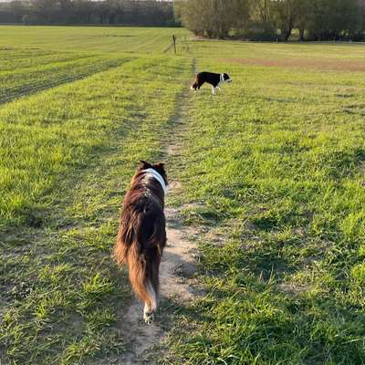 Hundetreffen-Border Collie Treffen Bernau bei Berlin-Bild