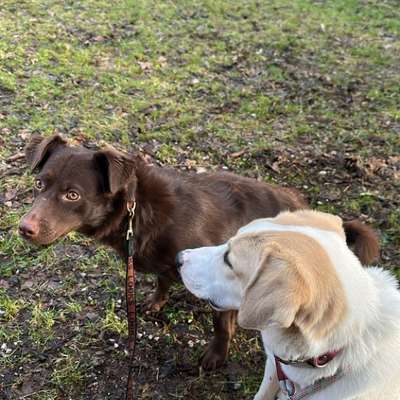 Hundetreffen-Spieletreffen im Hundepark-Bild