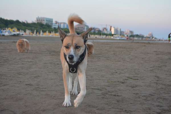 28. Farben Foto Challenge * BEIGE *-Beitrag-Bild