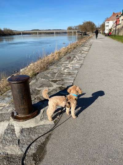 Hundetreffen-Pudeltreffen-Bild