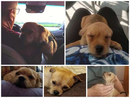 Wie kamst du zu deinem Hund?-Beitrag-Bild