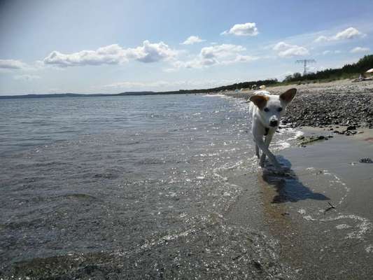 Dogorama-Monats-Challenge-Mai "Wasser"-Beitrag-Bild