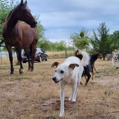 Hundetreffen-Fellnasen im Garten toben lassen-Bild
