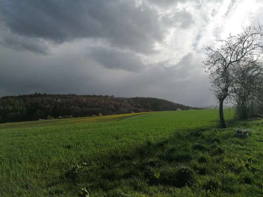 Hundeauslaufgebiet-Arolser Feld-Bild