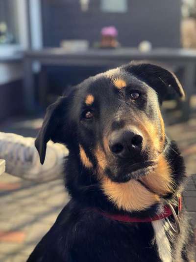 Schäferhund-Beitrag-Bild