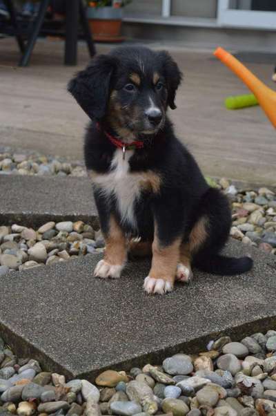 Welpen Bilder !-Beitrag-Bild