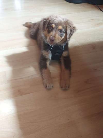 Welpen Bilder !-Beitrag-Bild